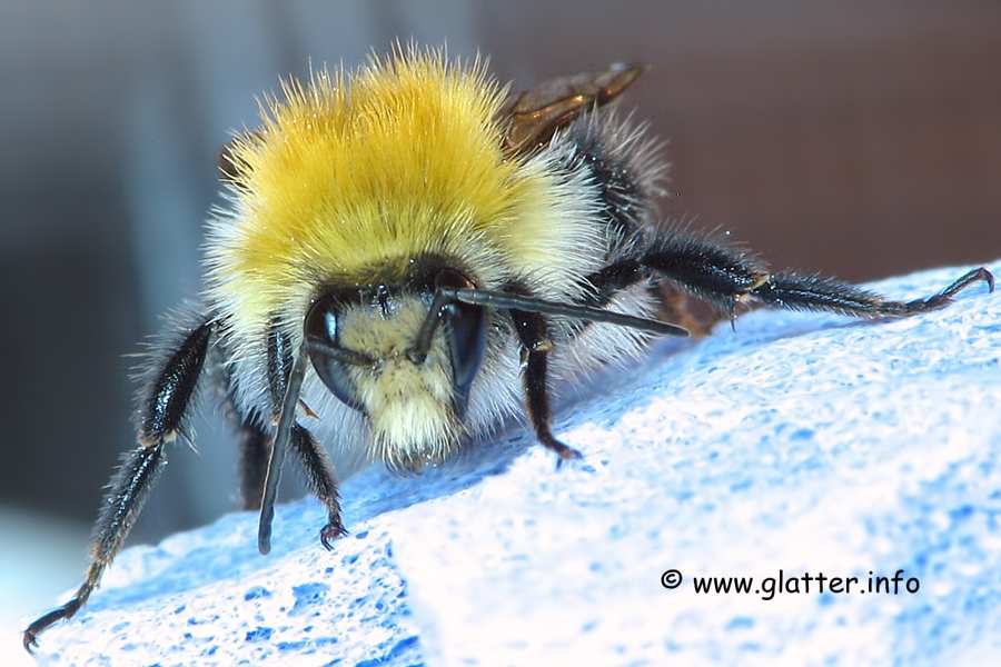 Ackerhummel (Bombus pascuorum)